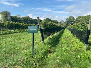 Greenvale Vineyard Photo 3