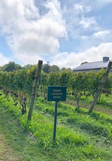 Greenvale Vineyard Photo 7