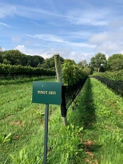 Greenvale Vineyard Photo 8